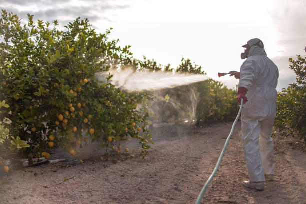 Best Wasp Removal Services  in East Griffin, GA