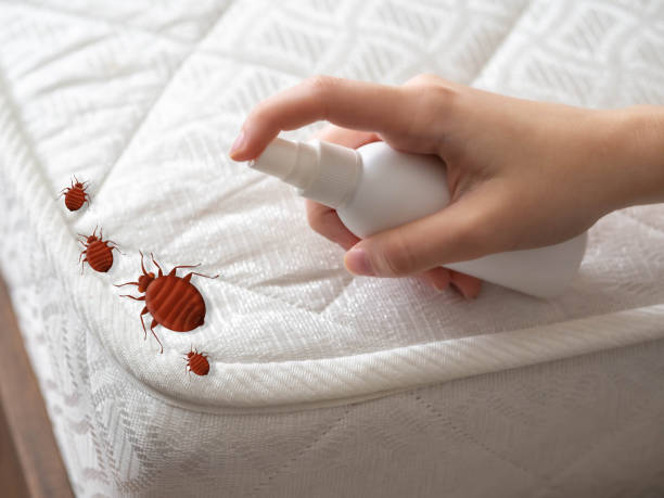 Best Spider Control Near Me  in East Griffin, GA
